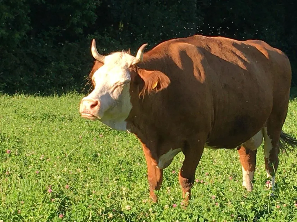 Kuh auf dem Feld