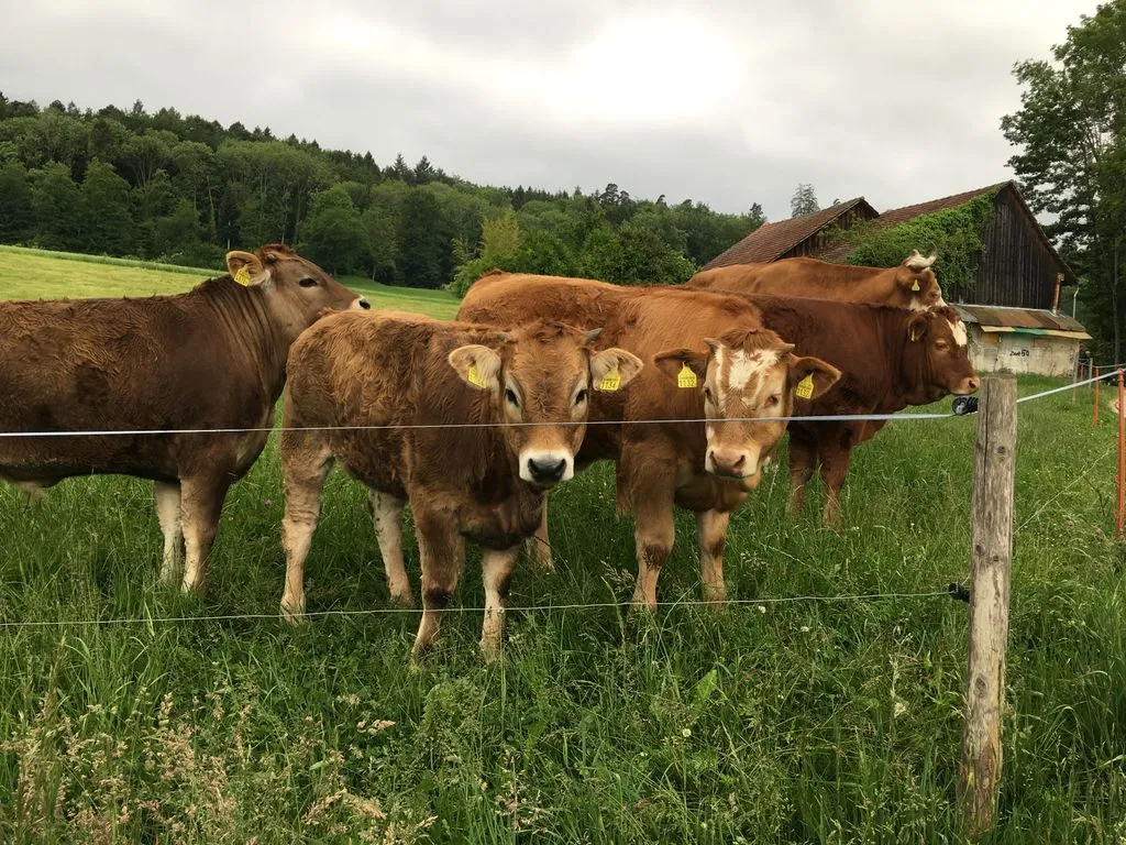 Eine Gruppe von jungen und alten Kühen auf dem Feld