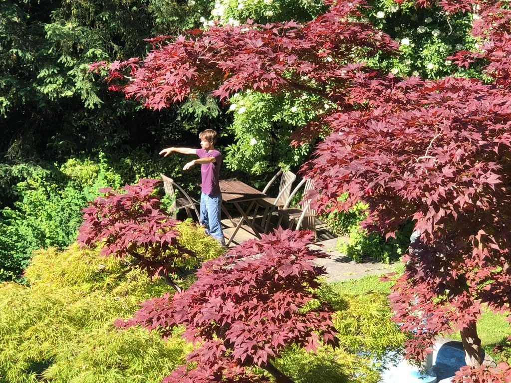 Junger Mann macht Tai-Chi in grossem Garten.