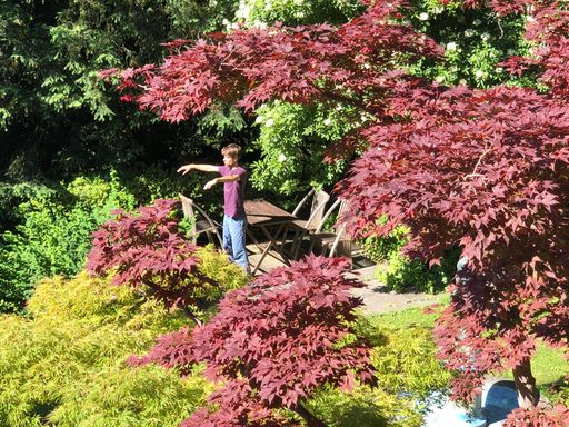 Junger Mann macht Tai-Chi in grossem Garten.