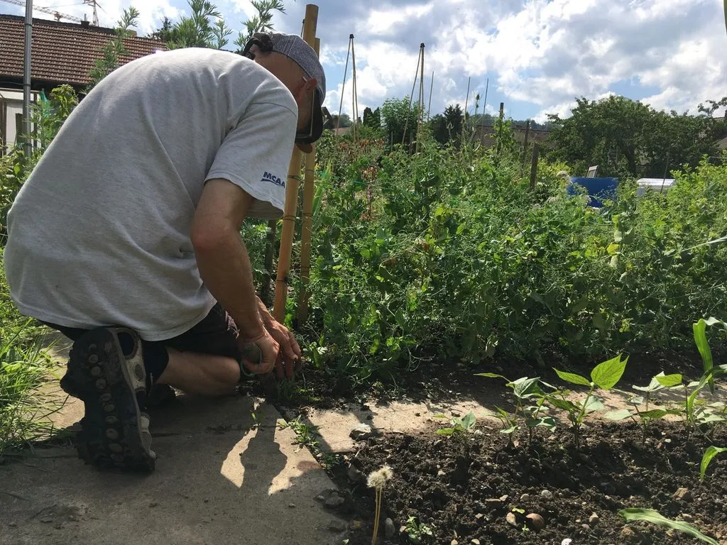 Ein Mann kniet in Garten inmitten von Pflanzen.