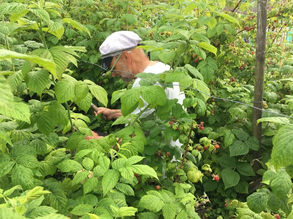 Ein Mann inmitten von Beerensträuchern