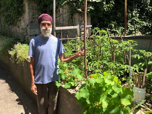 Mann mit Turban steht neben einem Tomatenbeet