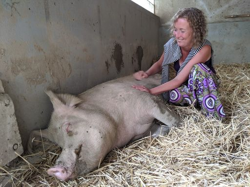 Frau streichelt ein grosses Schwein in einem Stall