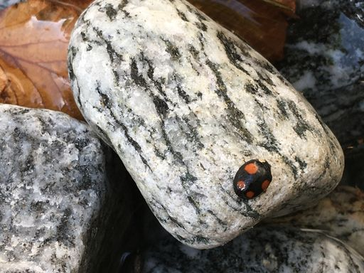 Marienkäfer auf einem Stein.